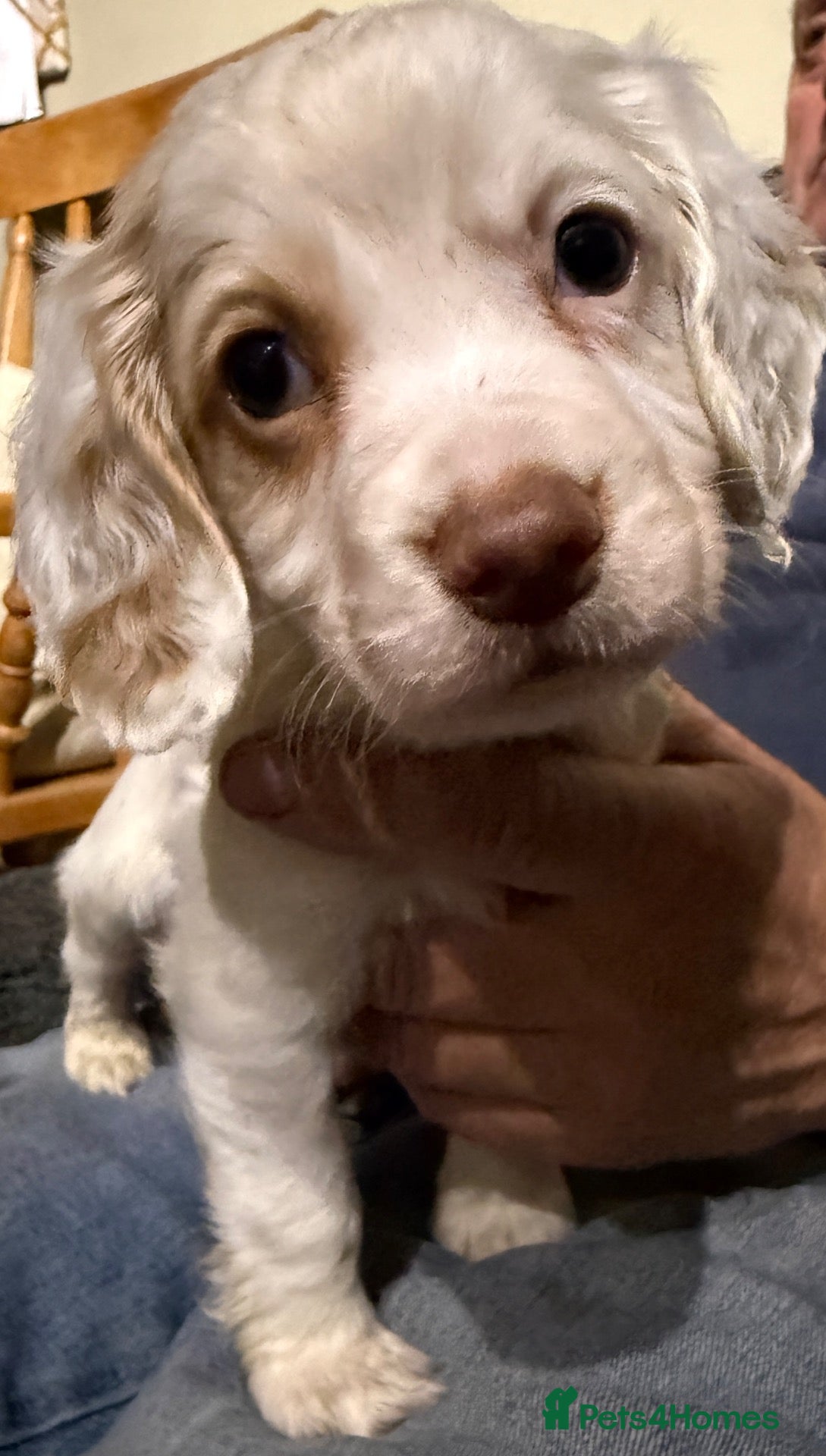 Cocker Spaniel dogs KC Registered Cocker Spaniel Health Tested puppie - Advert 2