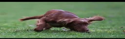 Cocker Spaniel dogs for sale: OFTW Kc working cocker spaniel pups  - Advert 12