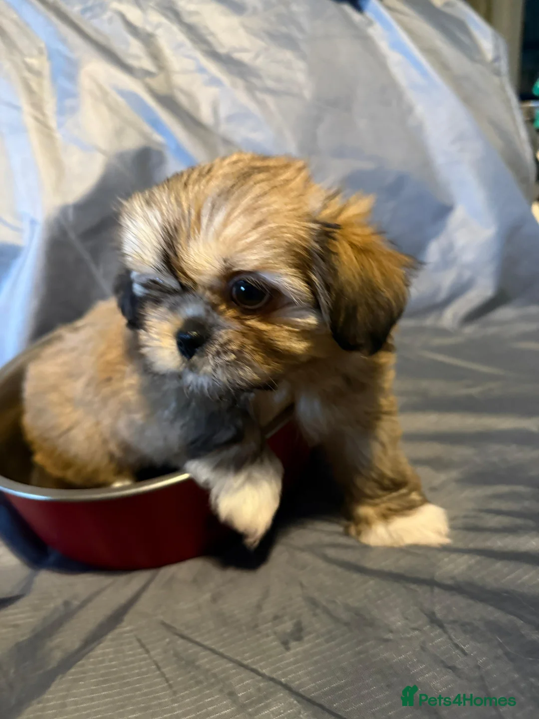 Mixed Breed dogs for sale: SHIH TZU/ CHIHUAHUAS  - Advert 2
