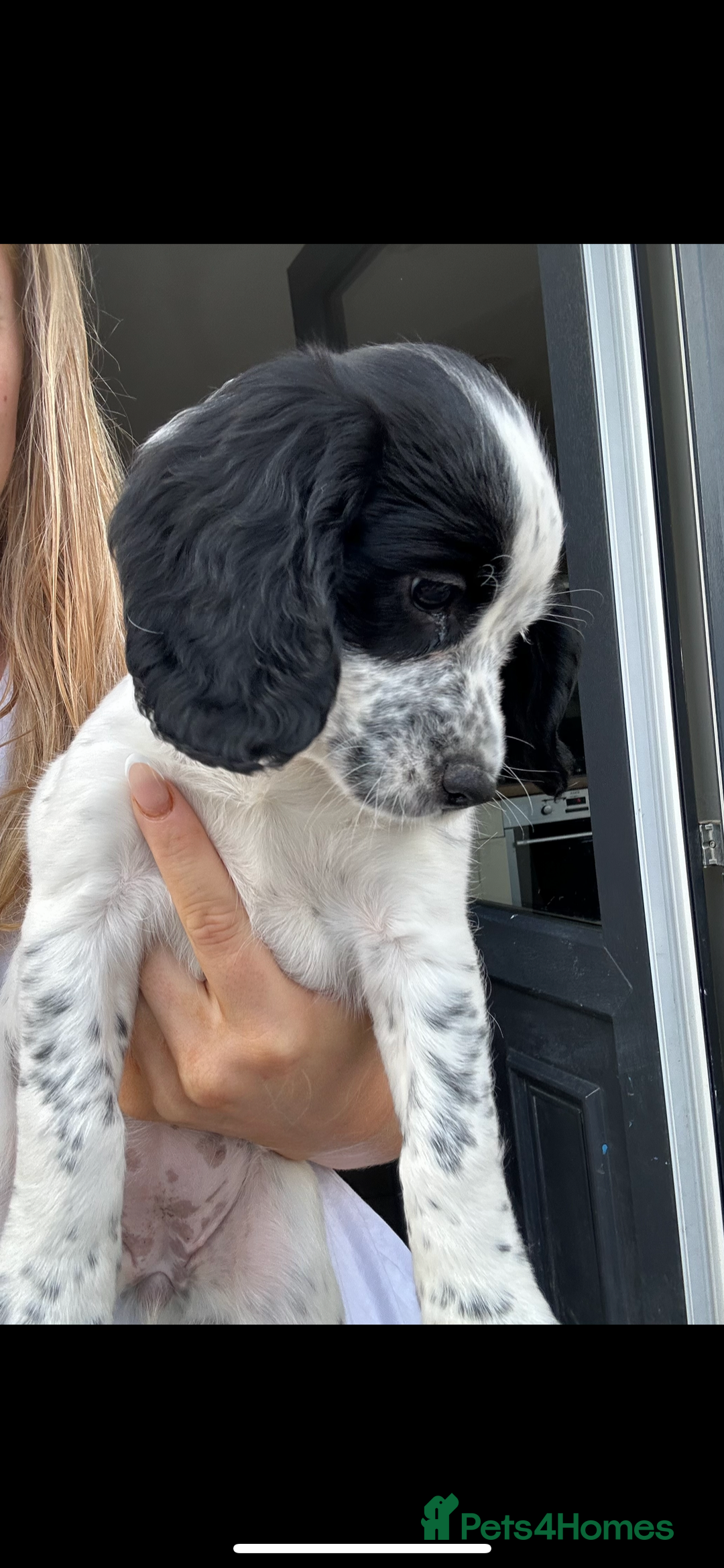 Cocker Spaniel dogs for sale: Excellent pedigree working Cocker Spaniel puppies - Image 6