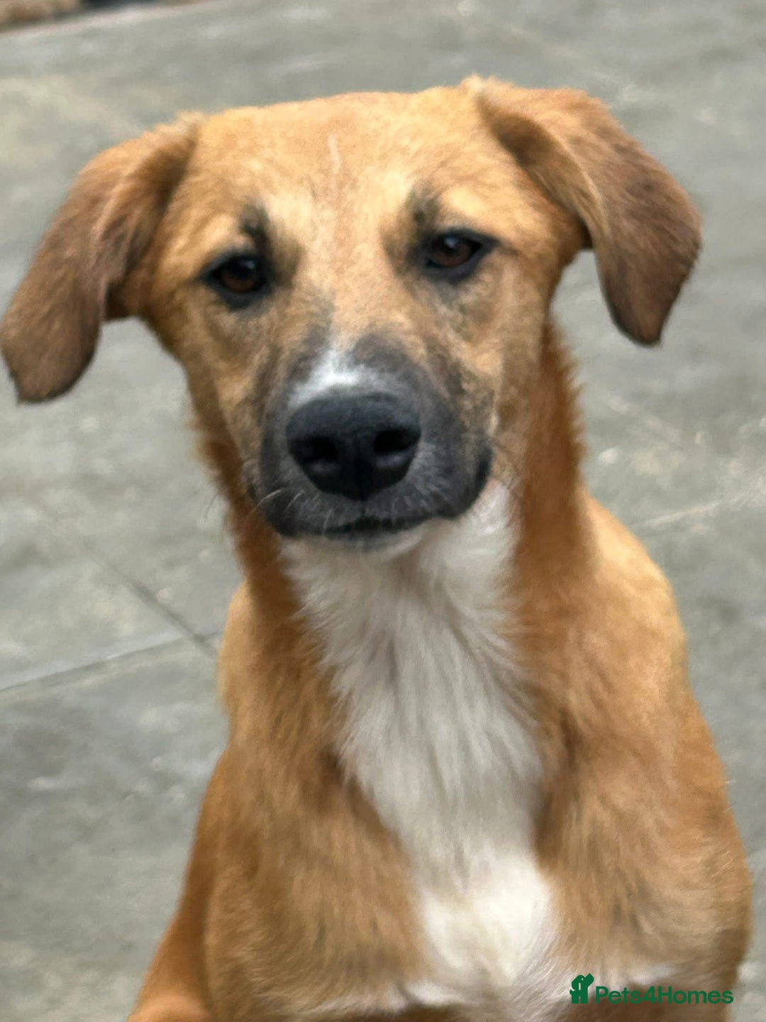 Mixed Breed dogs for adoption: Laska - Norwich Norfolk  - Image 18