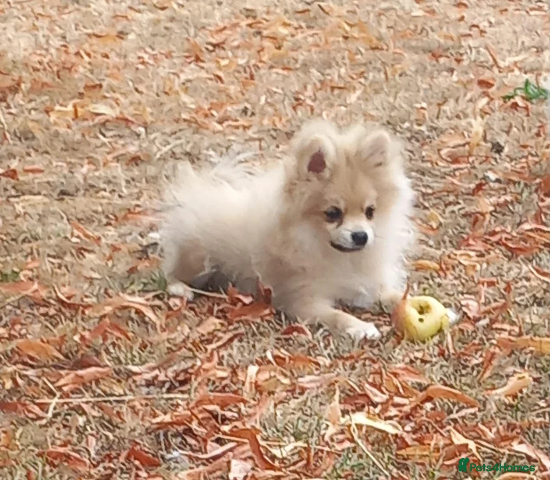Pomeranian dogs for sale: Beautiful pomeranian puppies - Advert 1