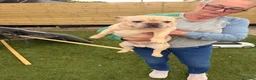 French Bulldog dogs for sale: 2 year old French bulldog - Advert 2