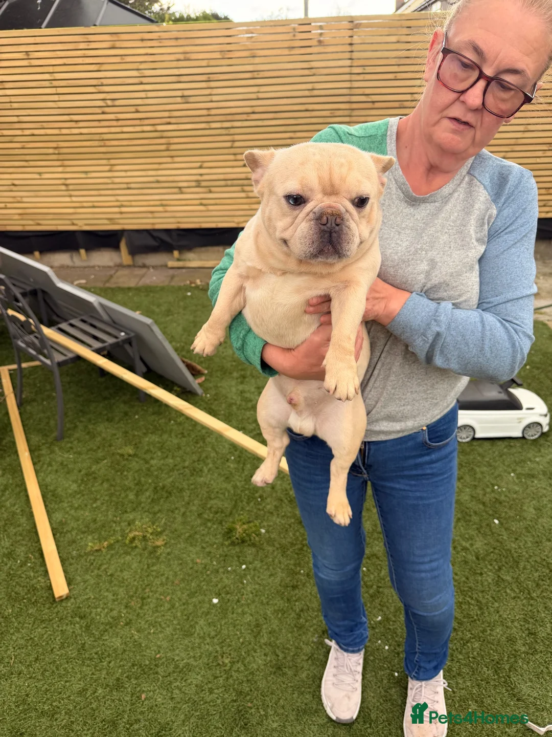 French Bulldog dogs for sale: 2 year old French bulldog - Advert 2