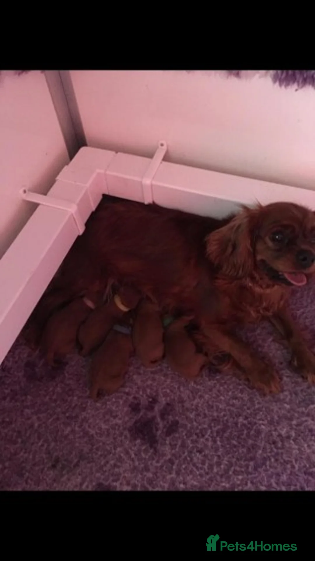 Cavapoo dogs for stud: Extensively Heath Tested Deep Red Min Poodle in Mansfield - Advert 7