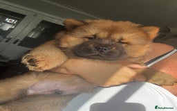Chow Chow dogs for sale: 🤍  1 STUNNING GIRL LEFT 🐾 READY TO LEAVE 🐾 - Image 28