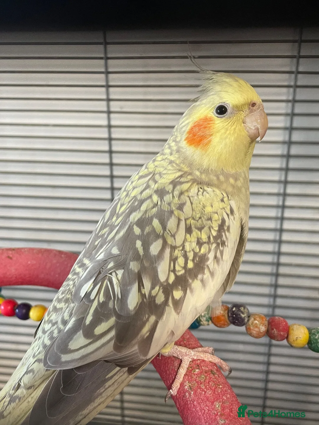 Cockatiels birds for sale: 2 female cockatiels in Gravesend - Advert 1