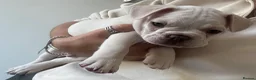 French Bulldog dogs for sale: Beautiful French Bulldog Puppies  - Advert 19