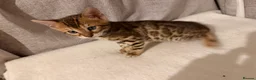 Bengal cats for sale: Adorable kittens for sale - Advert 15