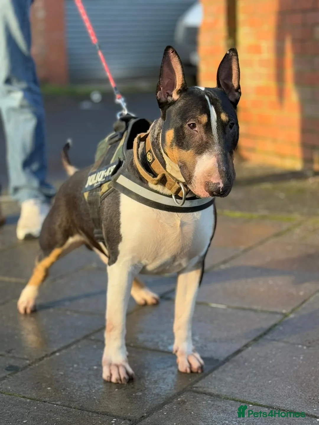 English Bull Terrier dogs for stud: Well Proven English bullterrier black tri stud  in Leicester - Advert 1