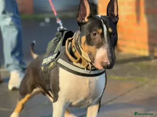 English Bull Terrier dogs Well Proven English bullterrier black tri stud - Advert 3