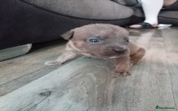 Mixed Breed dogs for sale: 4 beautiful American bullys - Image 2