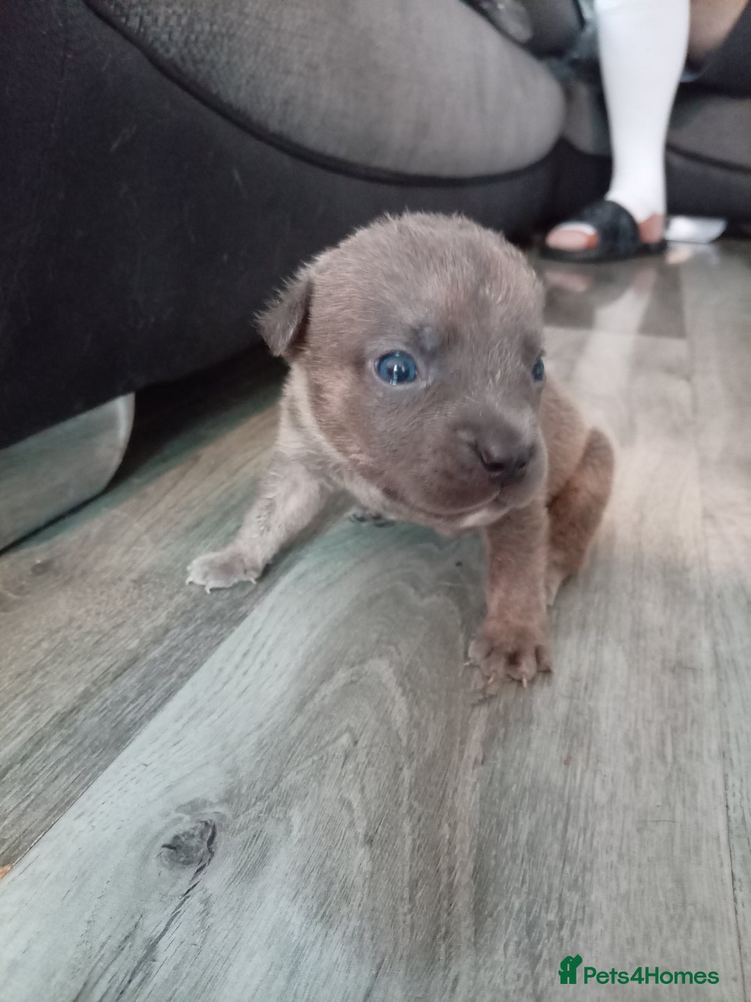 Mixed Breed dogs for sale: 4 beautiful American bullys - Image 2