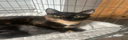 Mixed Breed cats for sale: 1 male and 4 female kittens  in Southampton - Advert 8