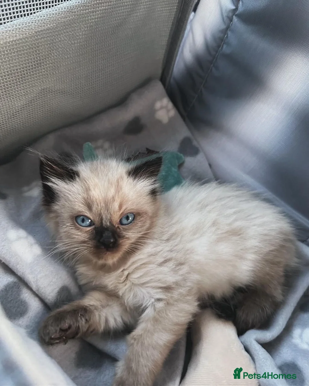Ragdoll cats for sale: Pure Ragdoll Kittens – Ready to Reserve - Advert 24