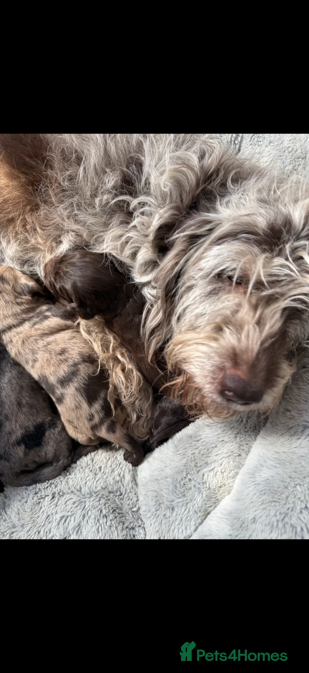 Australian Labradoodle dogs for sale: Australian labradoodles  - Advert 13