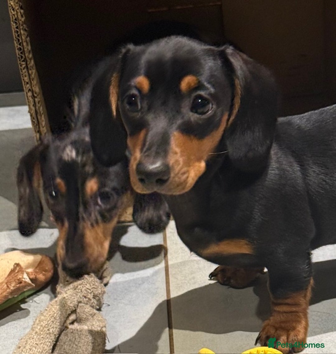 Miniature Dachshund dogs for sale: Ruby and Marley pups - Advert 4