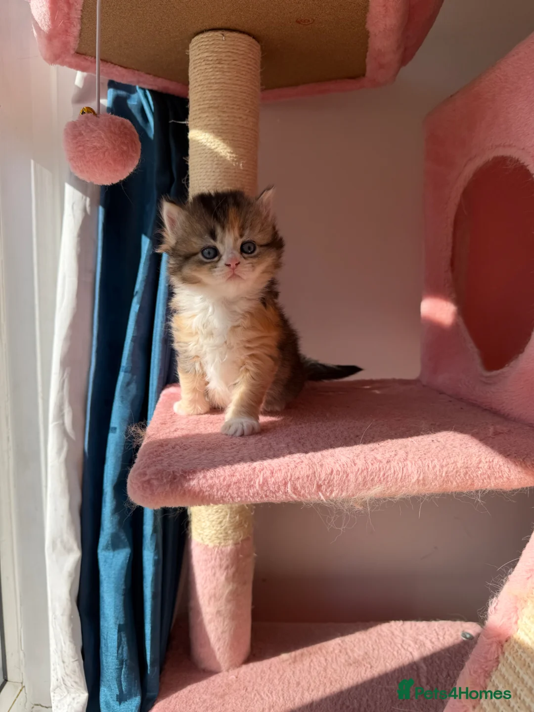 British Longhair cats for sale: gorgeous kittens Looking for a lovely home - Advert 2