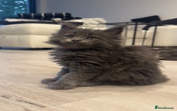 Maine Coon cats for sale: Beautiful GCCF registered main coon Kittens  - Image 5