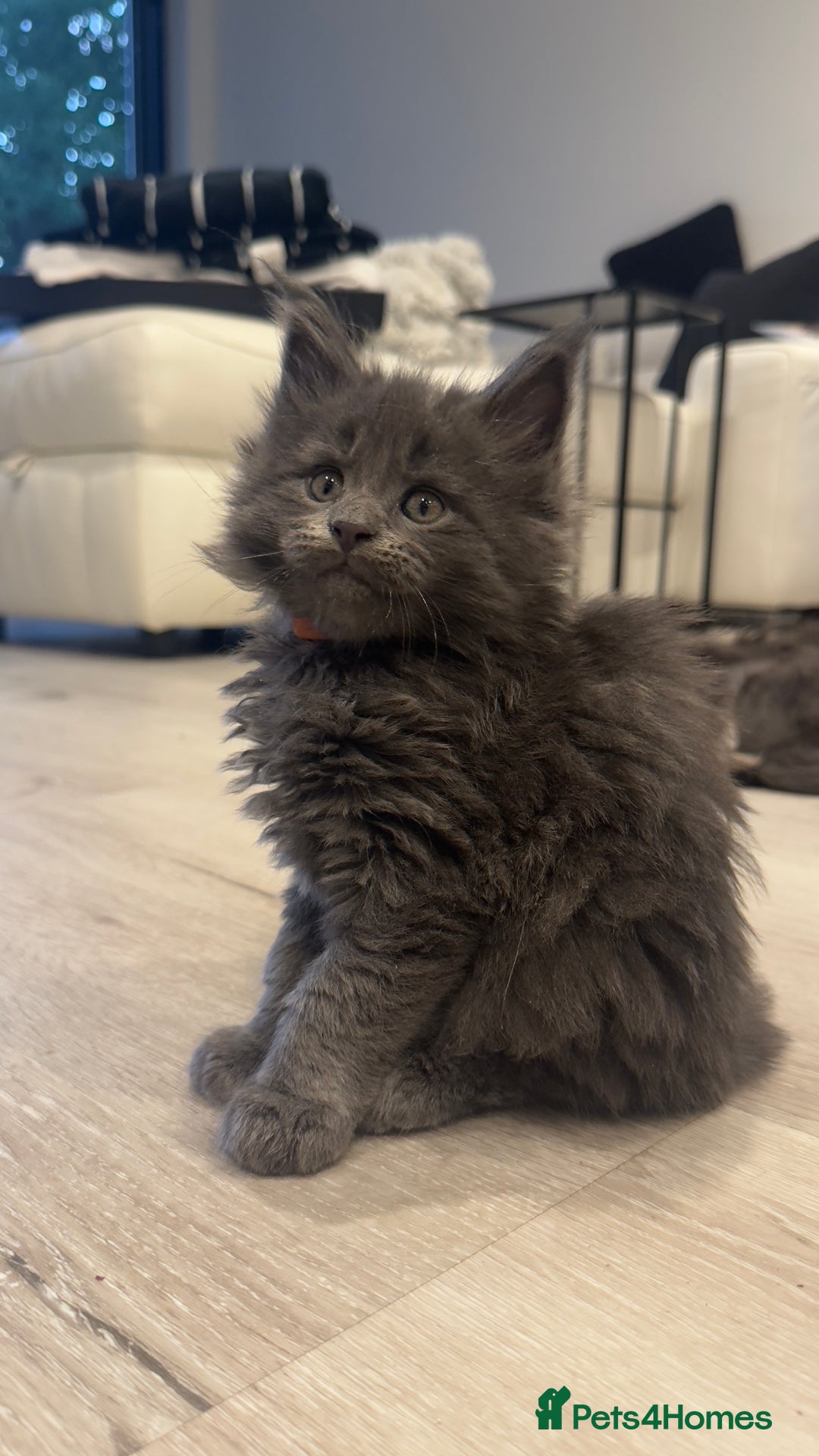 Maine Coon cats for sale: Beautiful GCCF registered main coon Kittens  - Image 5