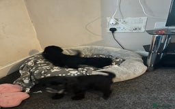 Cockapoo dogs for sale: Adorable Cockapoo Puppies  - Image 9