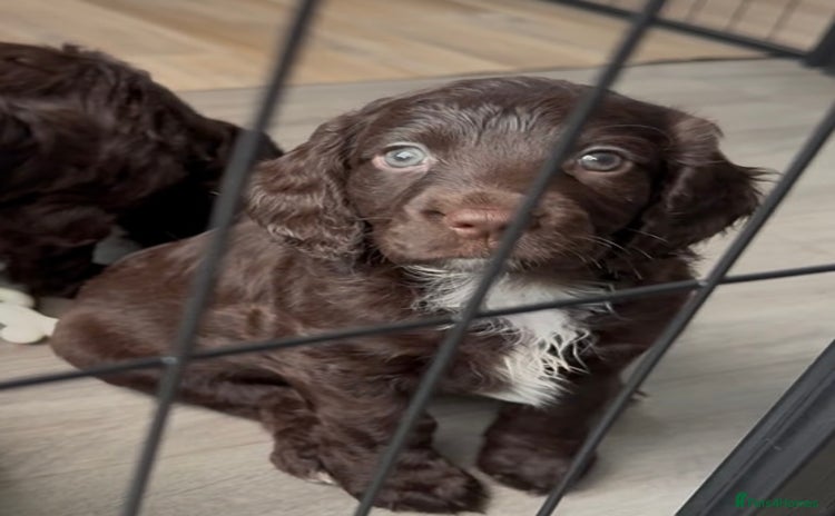 Mixed Breed dogs - Advert 3
