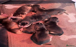 Cocker Spaniel dogs for sale: Show cocker spaniels - Advert 3