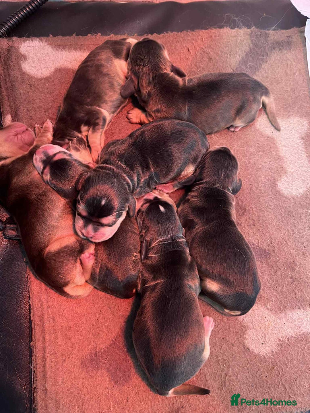 Cocker Spaniel dogs for sale: Show cocker spaniels - Advert 3