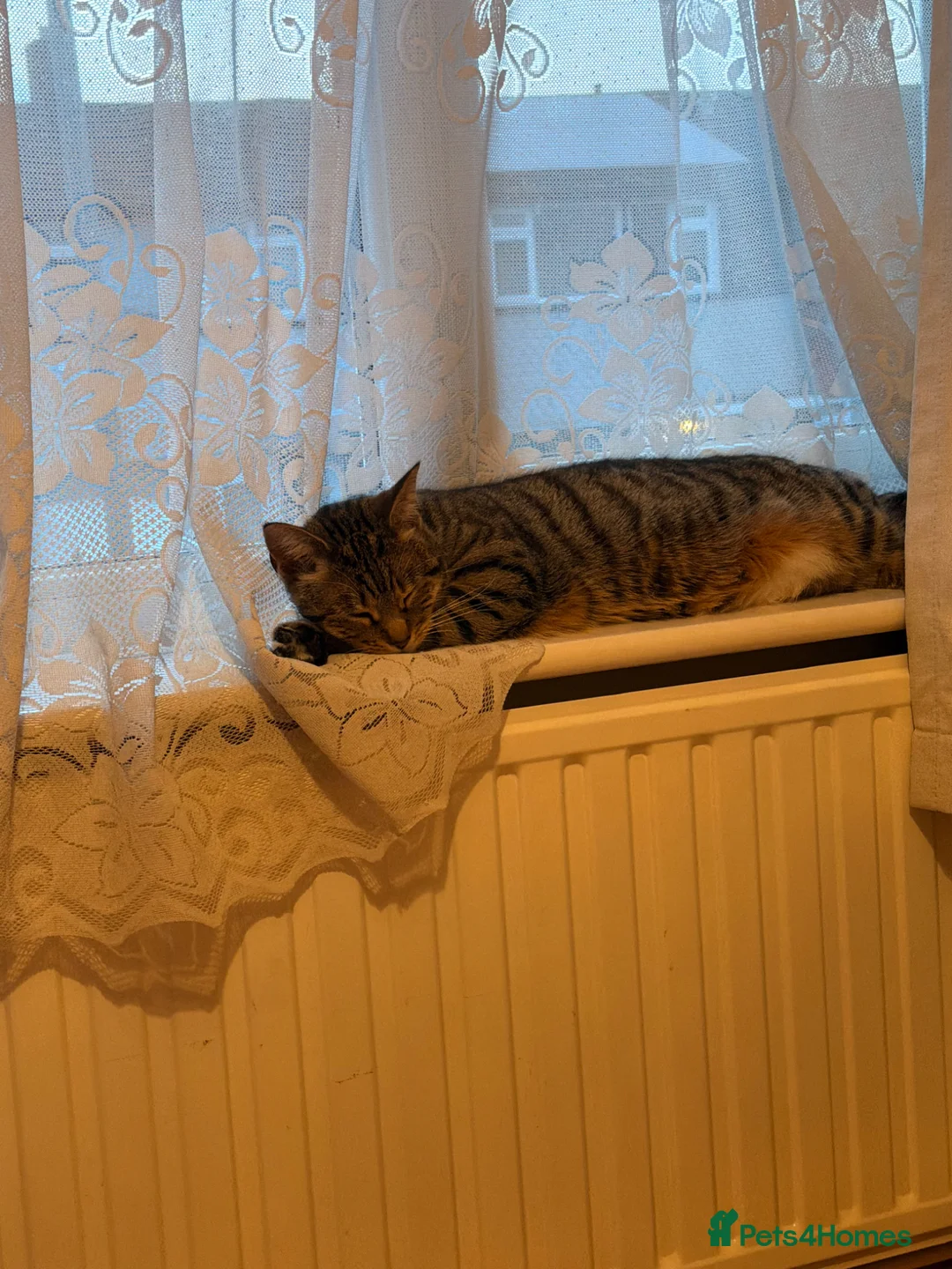 Bengal cats for sale: 2 beautiful female cats needing rehoming  in Basildon - Advert 5