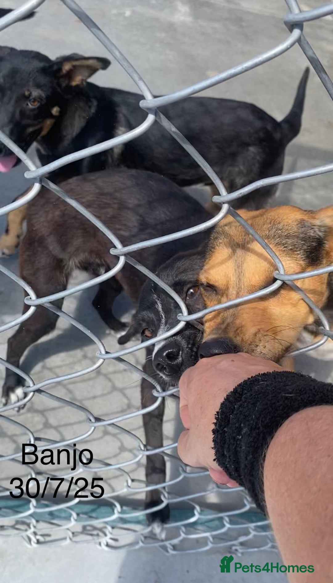Mixed Breed dogs for adoption: Banjo, 1 yr approx. Available for adoption. - Image 19