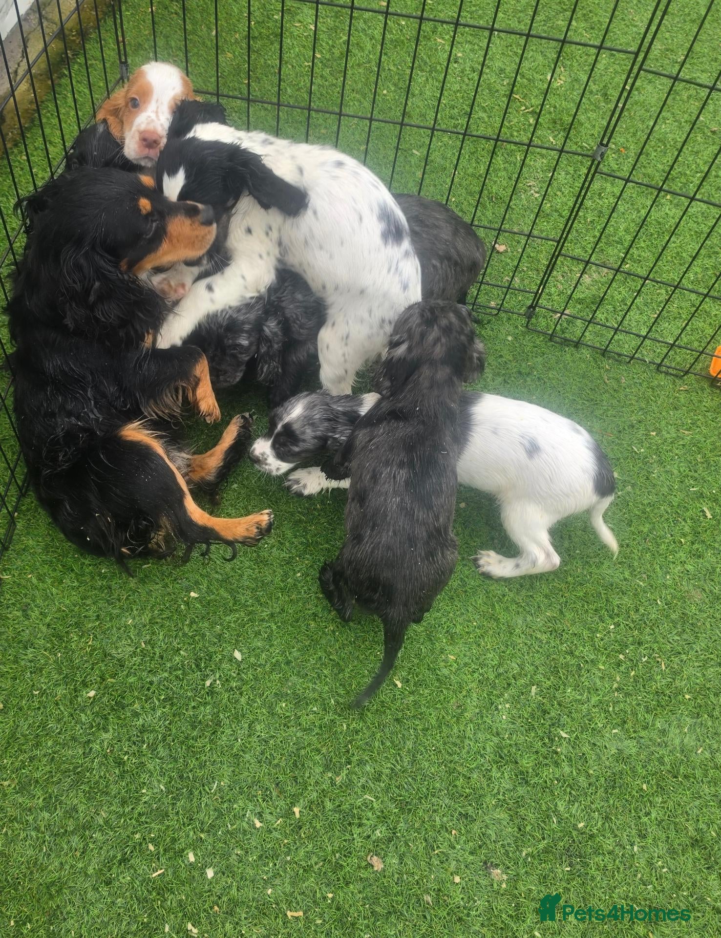 Cocker Spaniel dogs Working Type Cocker Spaniels - Advert 1