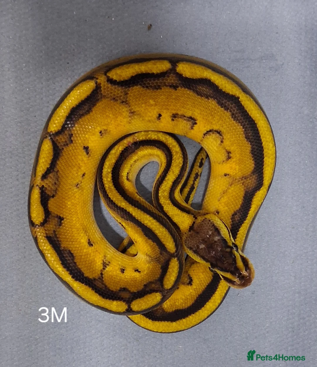 Python Snake reptiles for sale: Hatchling Royal Python's Male  - Advert 2