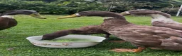 Ducks poultry for sale: Three Male Indian Runner Ducks  in Coniston - Advert 3