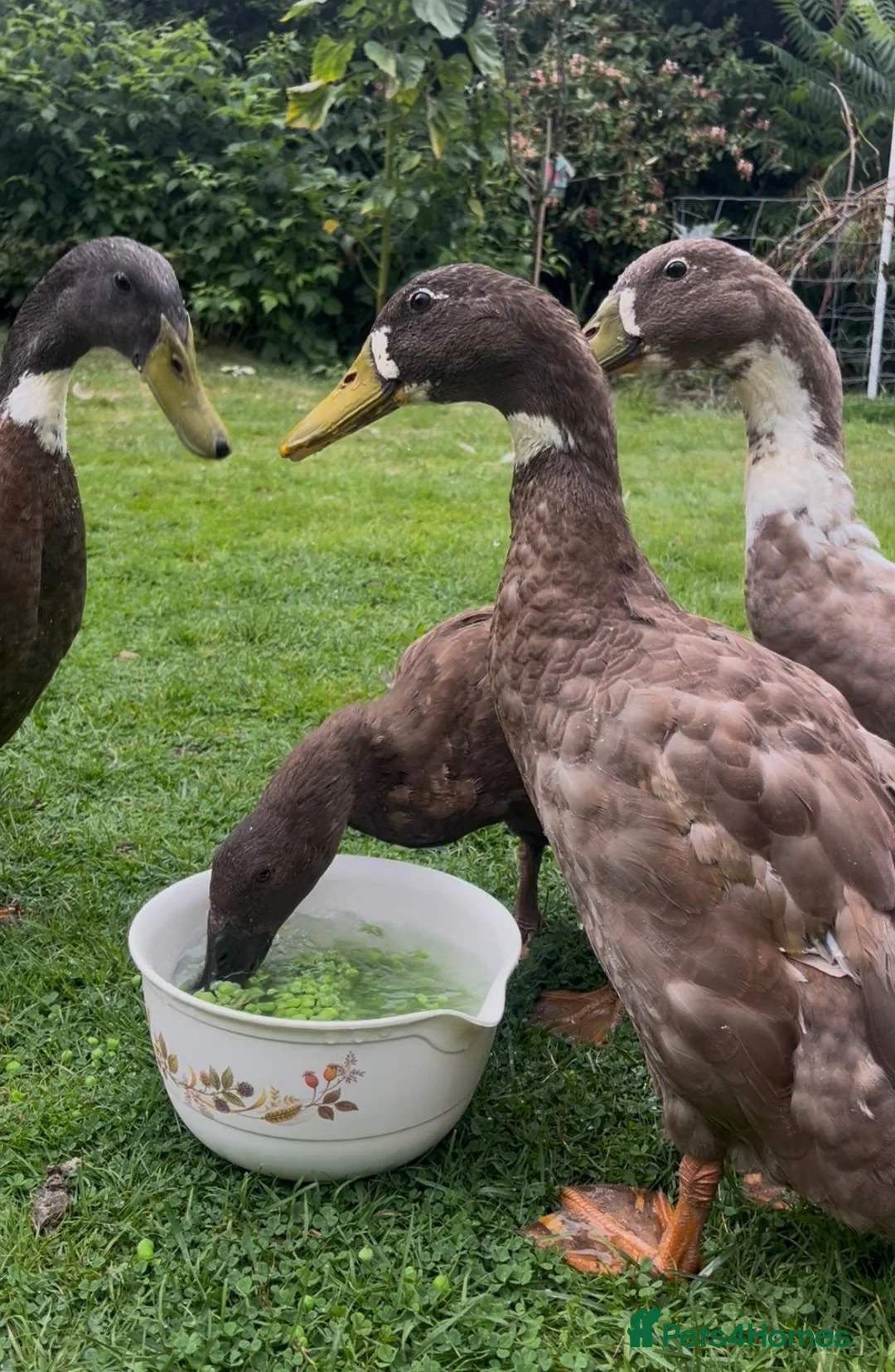 Ducks poultry for sale: Three Male Indian Runner Ducks  in Coniston - Advert 3