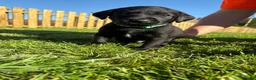 Labrador Retriever dogs for sale: Black labrador puppies KC registered. in Berwick-upon-Tweed - Advert 3