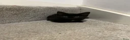 Mixed Breed cats for sale: 5 beautiful kittens, mix of black and tabby  - Advert 15