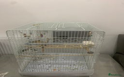 Cockatiels birds for sale: male and female cockatiels age 4  - Image 3