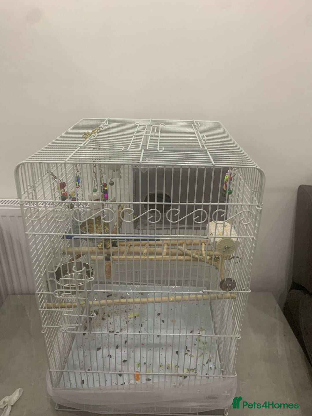 Cockatiels birds for sale: male and female cockatiels age 4  - Image 3