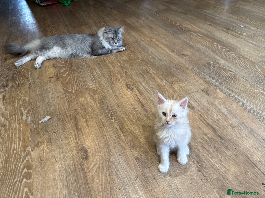 Maine Coon cats for sale: Superb full pedigree Maine Coon Kittens  - Advert 17