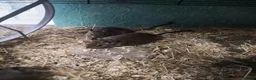 Degus rodents for sale: Young degus blue and brown boys and girls - Advert 11