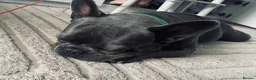 French Bulldog dogs for sale: French bulldog 1yr old  - Advert 3