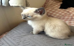 British Shorthair cats for sale: BEAUTIFUL BRITISH SHORTHAIR KITTENS  - Image 5