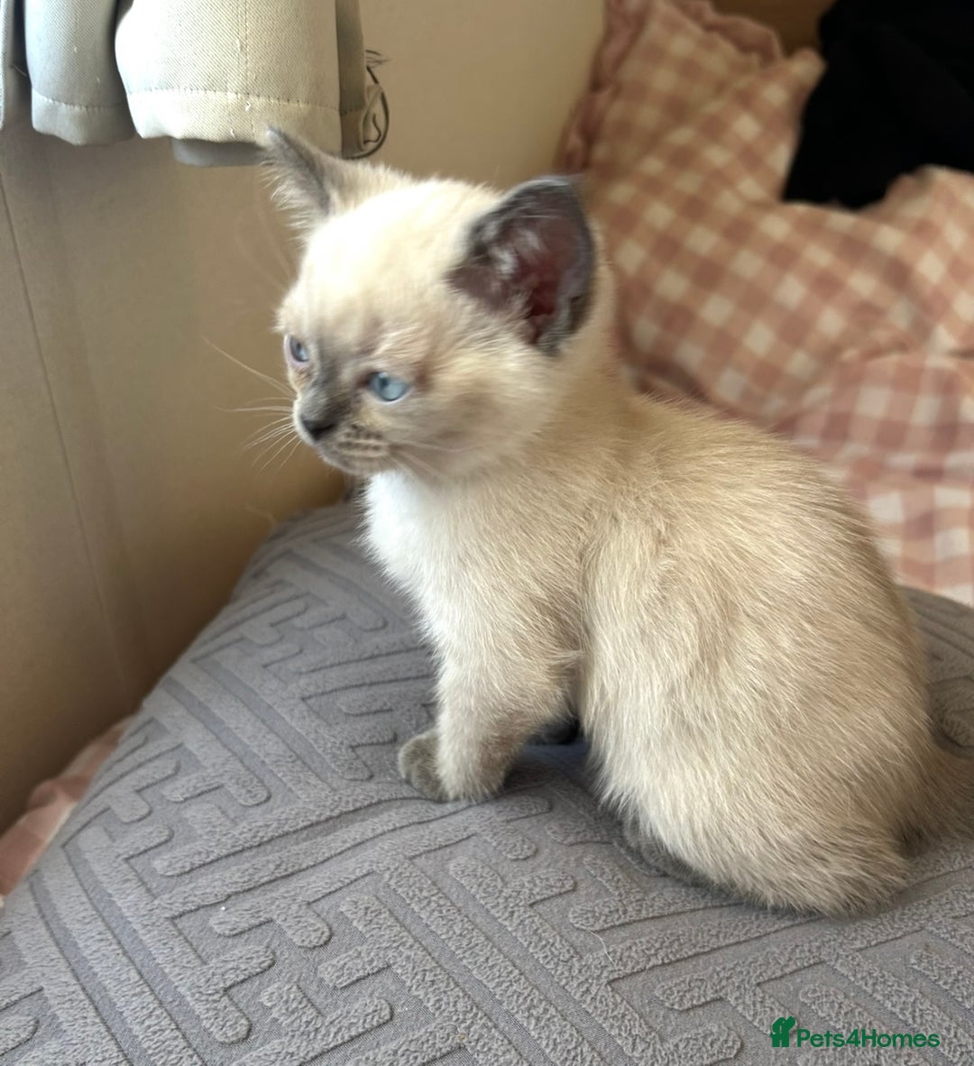 British Shorthair cats for sale: BEAUTIFUL BRITISH SHORTHAIR KITTENS  - Image 5