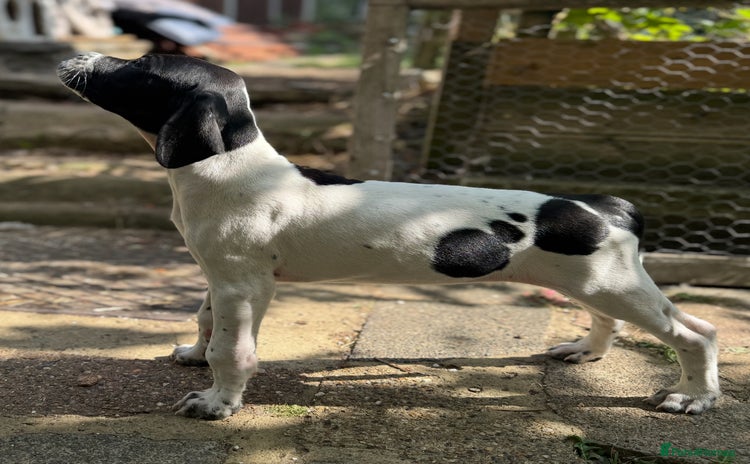 Pointer dogs - Advert 1