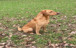 Labrador Retriever dogs for sale: KC registered Labrador puppies, working parents  - Image 4