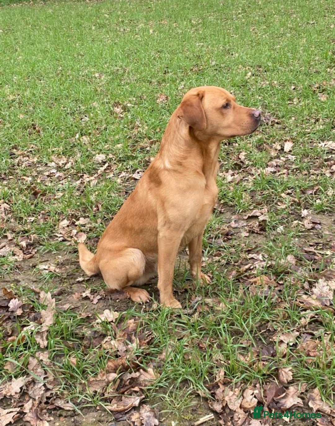 Labrador Retriever dogs for sale: KC registered Labrador puppies, working parents  - Image 4