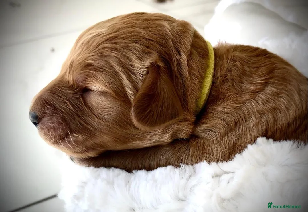 Cockapoo dogs for stud: Cockapoo Stud Dog (PROVEN) in Maidstone - Advert 14