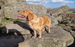 Golden Retriever dogs for sale: Gorgeous dark golden litter - Image 10