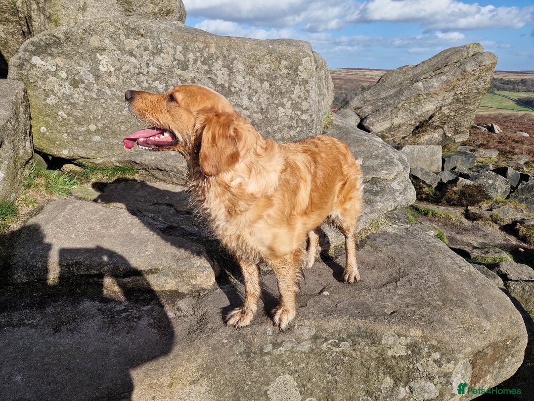 Golden Retriever dogs for sale: Gorgeous dark golden litter - Image 10