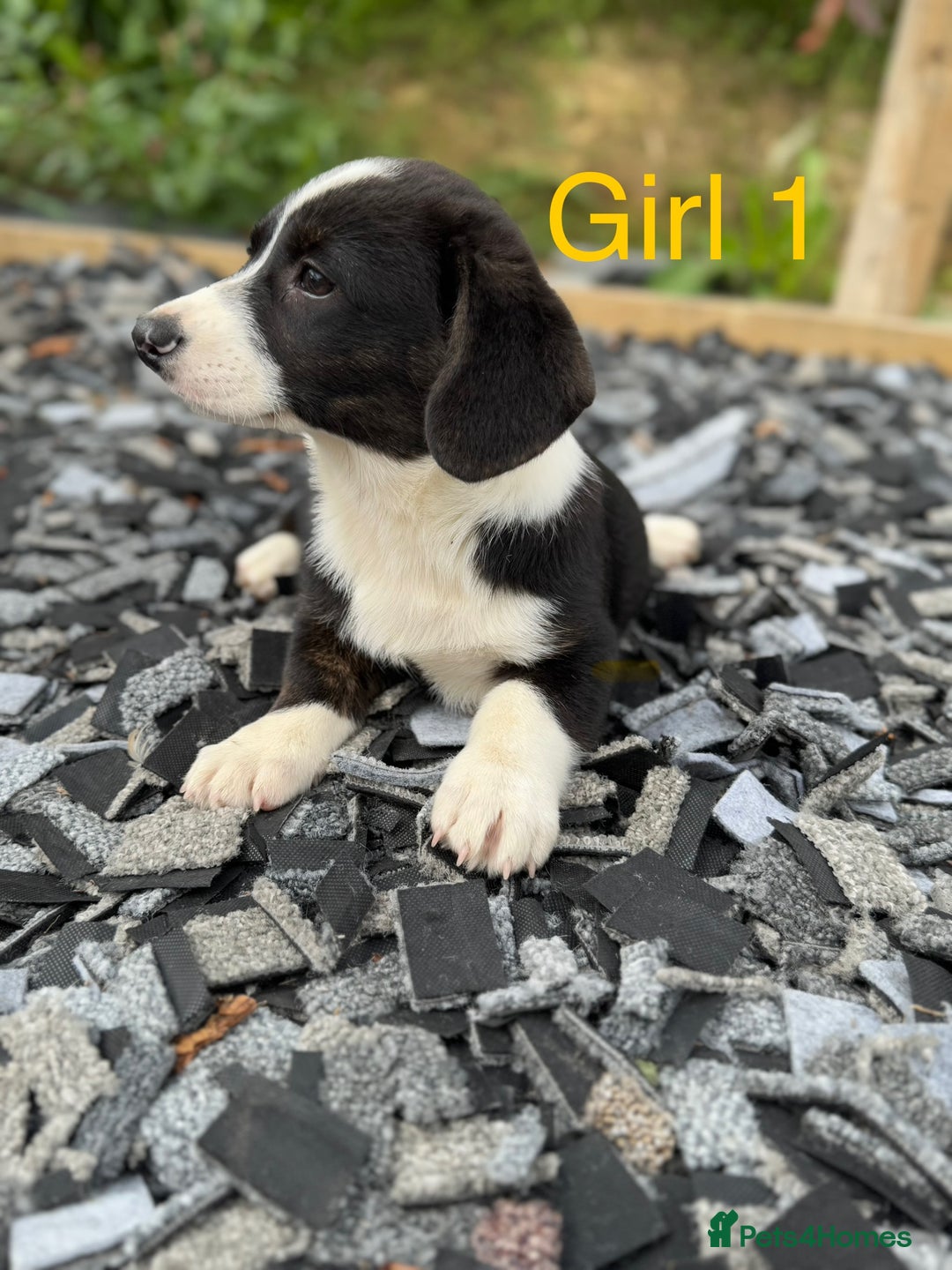 Welsh Corgi Cardigan dogs for sale: Welsh Cardigan Corgi Puppies  - Image 9